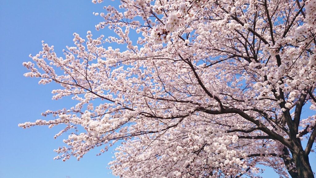 希望に満ちあふれ桜の下で迎える新年度